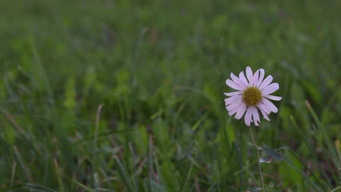 紫翠菊花生长在绿色的草地中。一只昆虫正沿着它爬行。特写镜头。