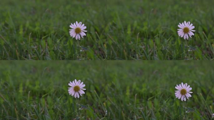 紫翠菊花生长在绿色的草地中。一只昆虫正沿着它爬行。特写镜头。