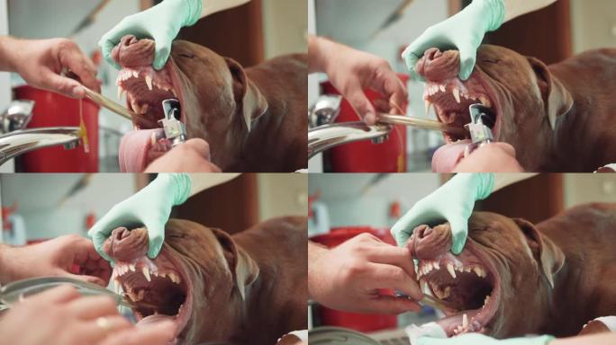 关闭男性兽医和女性兽医助手的手，在麻醉的大红狗的喉咙插入气管内导管