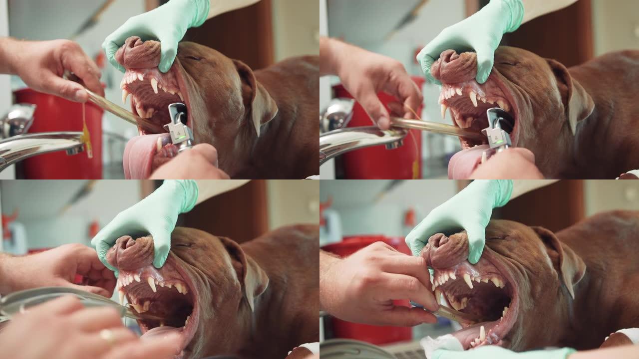 关闭男性兽医和女性兽医助手的手，在麻醉的大红狗的喉咙插入气管内导管