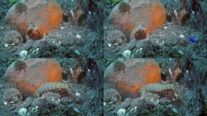 孔雀螳螂虾从地方移动石头