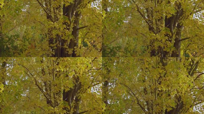 黄叶秋树/向上倾斜