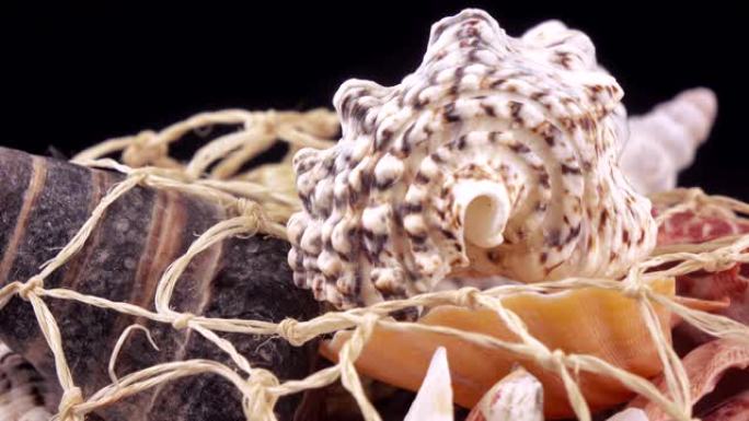 一套贝壳散装贝壳网状物编织