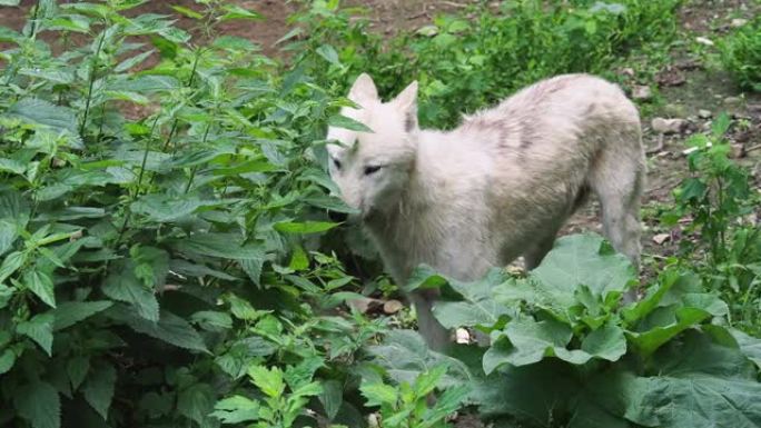 北极狼 (Canis lupus arctos)，又称白狼或极地狼