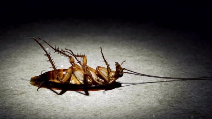 一只讨厌的蟑螂躺在其垂死的聚光灯特写镜头