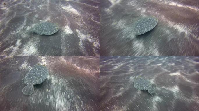 关于大西洋火山起源沙底水下比目鱼的宏观视频。
