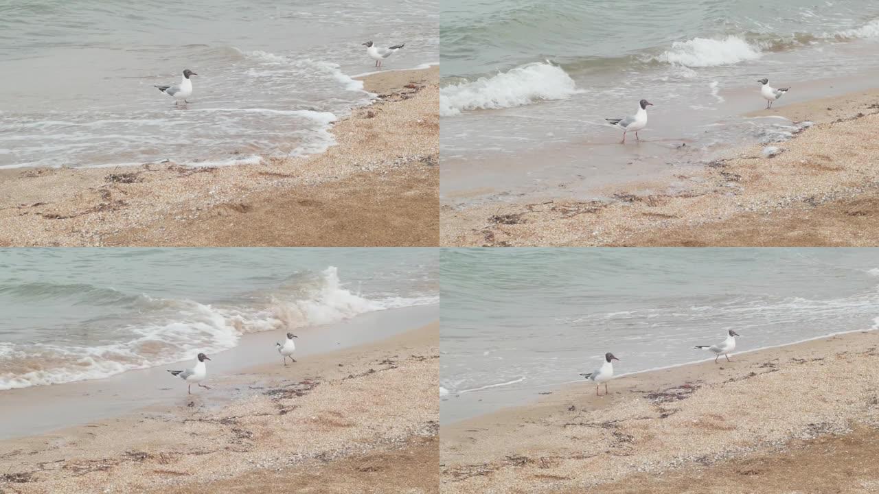沙滩上没有人的海鸥鸟