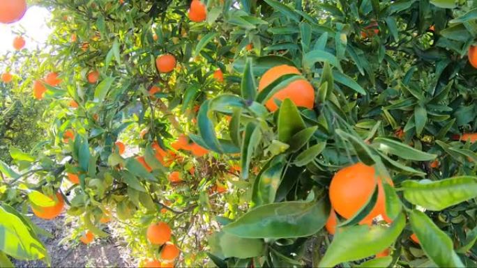 夕阳下的黄色和橙色果树。成熟的新鲜有机柿子果实生长在花园里的树枝上