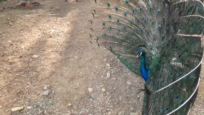 4k视频，一只美丽的印度雄性孔雀鸟展示并摇动他五颜六色的羽毛尾巴。从背面看。