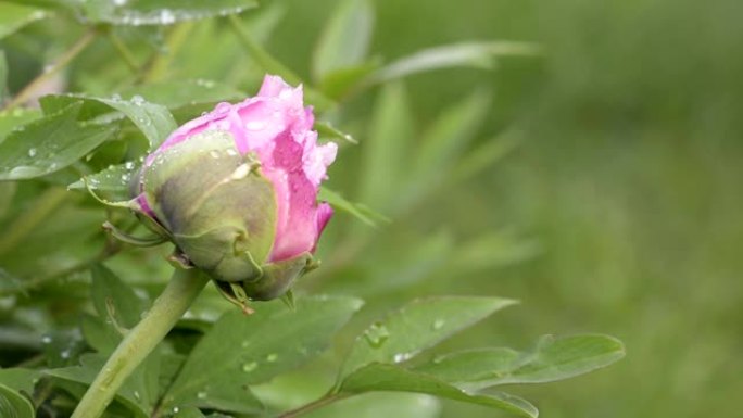 雨后粉红牡丹花