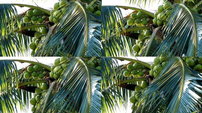 椰子树随风移动椰子树