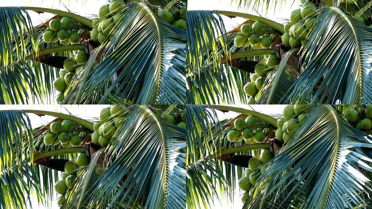 椰子树随风移动椰子树