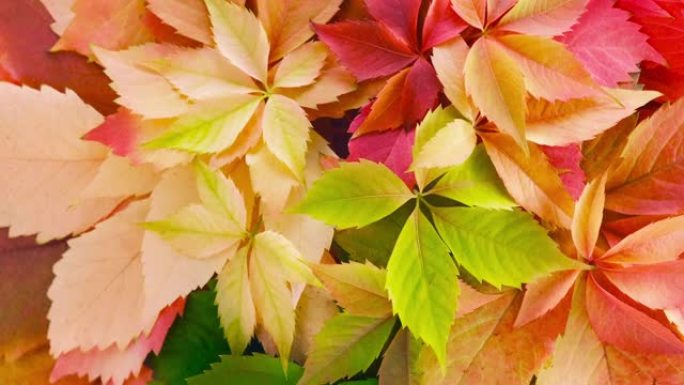 乡村木质背景上的彩色秋叶，带复制空间
