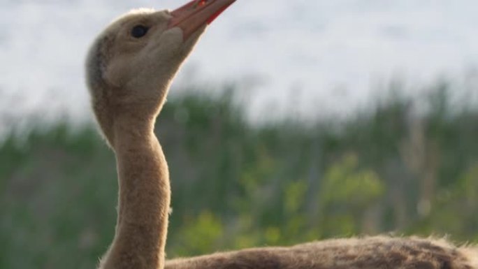 日本鹤的小鸡 (Grus japonensis) -兴安自然保护区