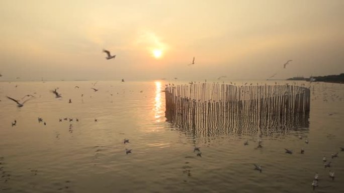 邦普娱乐中心的海鸥群是位于曼谷海湾的海滨度假胜地，属于泰国北榄岛。