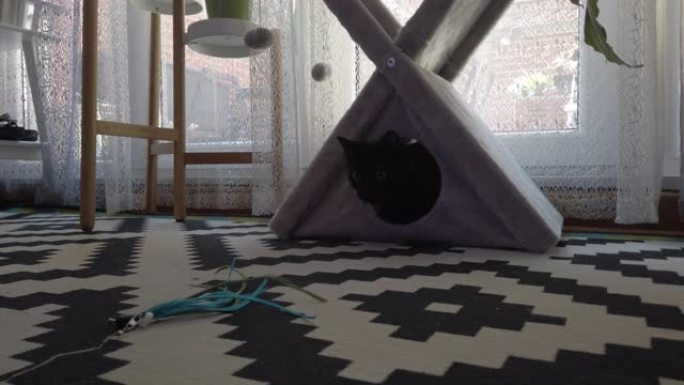 可爱的黑猫躲在宠物屋