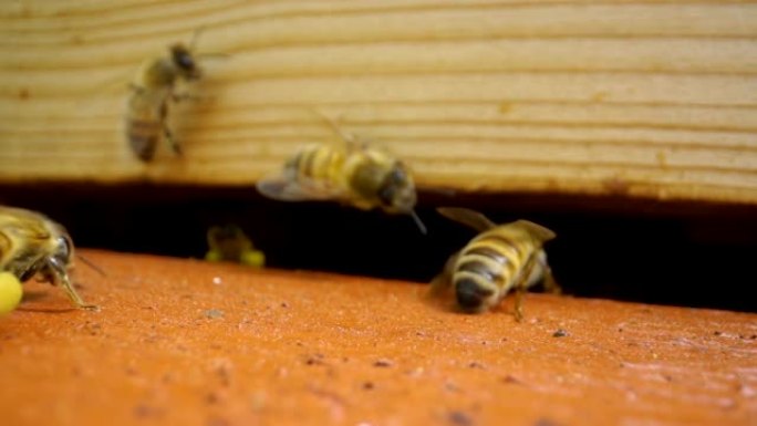 来自木洞的蜜蜂群体