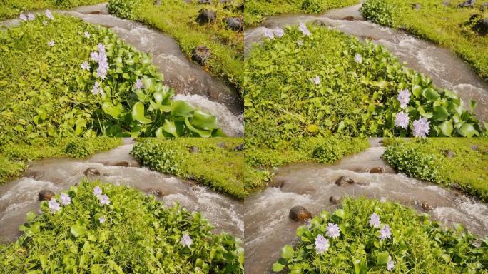 山河有鲜花和茂密的绿树。发源于马荣火山的山火山河。黎牙实比。菲律宾。运动中的射击