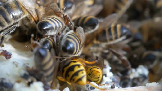 蜜蜂生产蜂蜡并用它做蜂巢。在工蜂中嗡嗡作响。