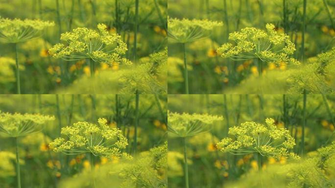 草药茴香的特写。绿草自然背景。中药汤剂与植物疗法概念