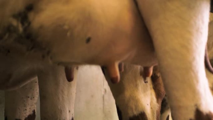 木制谷仓里的瑞士奶牛的乳房