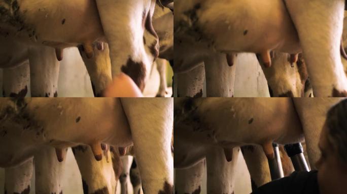 木制谷仓里的瑞士奶牛的乳房