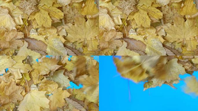 秋叶在4k慢动作60fps的蓝屏过渡中吹起