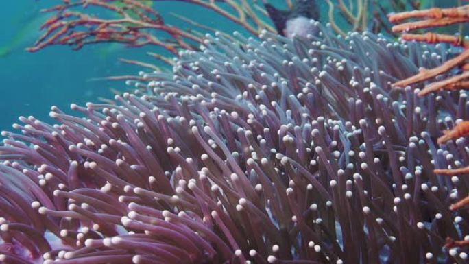 壮丽的海葵珊瑚虫特写