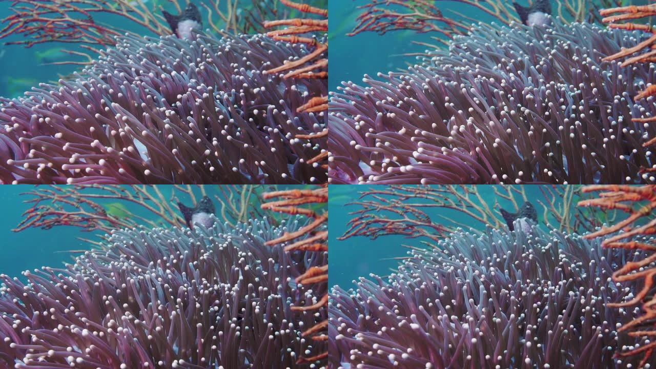 壮丽的海葵珊瑚虫特写