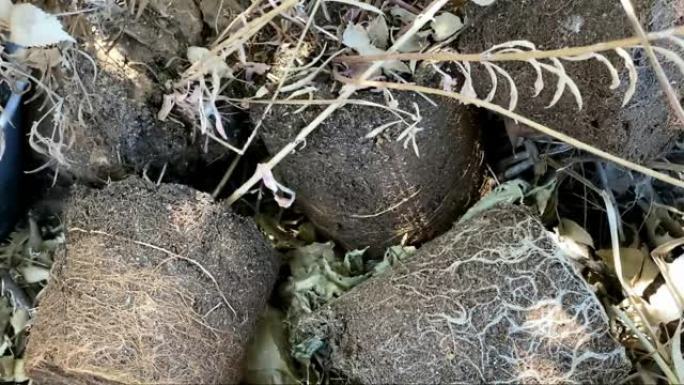 土从花盆和裸露的干燥的幼苗的根