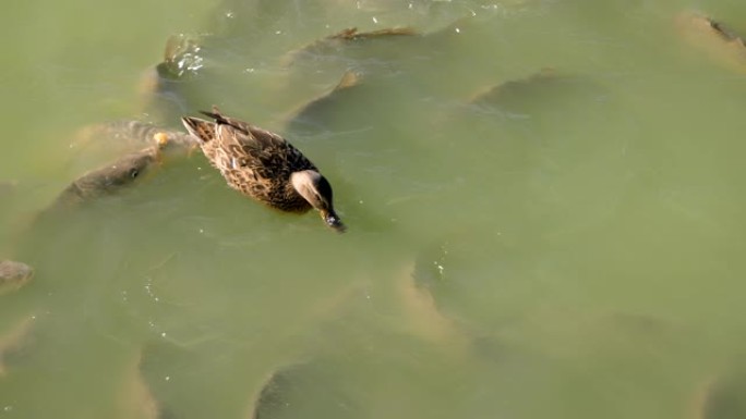 在Buen Retiro公园的池塘里吃着面包的鱼和鸭的特写镜头。马德里。西班牙。慢动作。高清