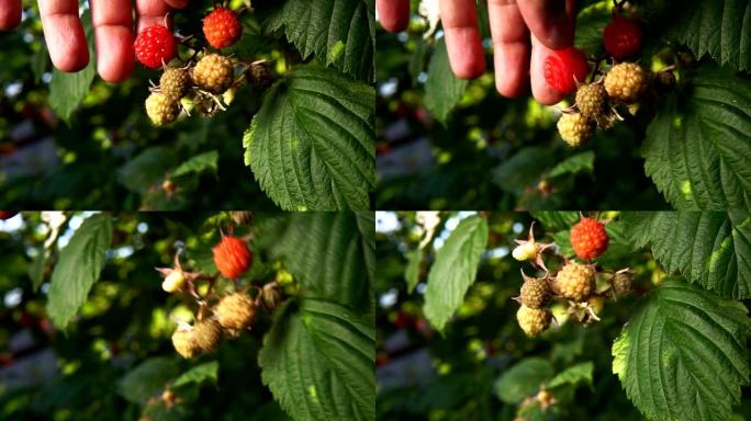 红树莓浆果挂在树枝上。自然背景上的特写