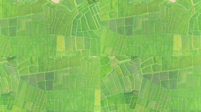 4k分辨率，稻田农业的鸟瞰图。自然黑地纹理。