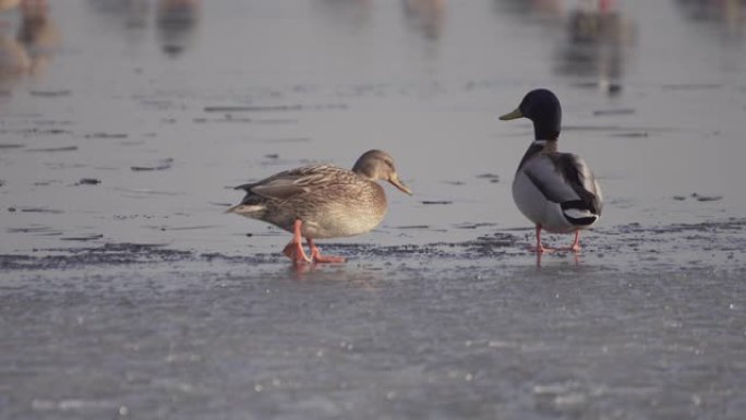 鸭子在冷冻水上。鸭子站在冰上。鸟类在水中游泳。寻找食物。