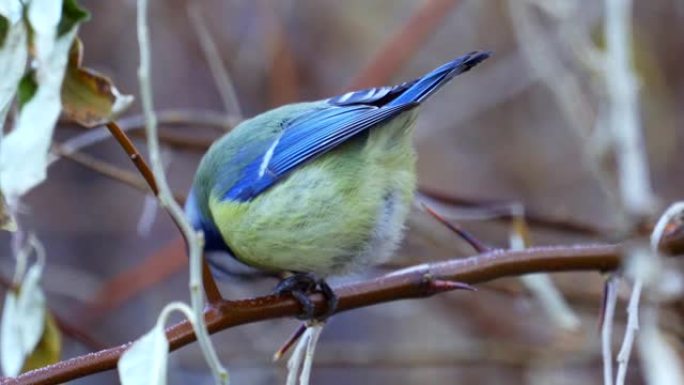 鸟-欧亚蓝山雀 (Cyanistes caeruleus) 坐在一棵树的树枝上，有葵花籽。