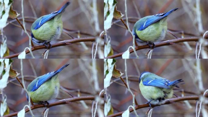 鸟-欧亚蓝山雀 (Cyanistes caeruleus) 坐在一棵树的树枝上，有葵花籽。