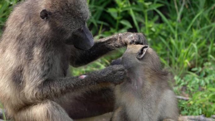 照顾婴儿的狒狒母亲的特写镜头。大自然中野生动物概念中的美丽时刻