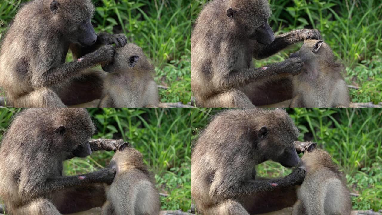 照顾婴儿的狒狒母亲的特写镜头。大自然中野生动物概念中的美丽时刻