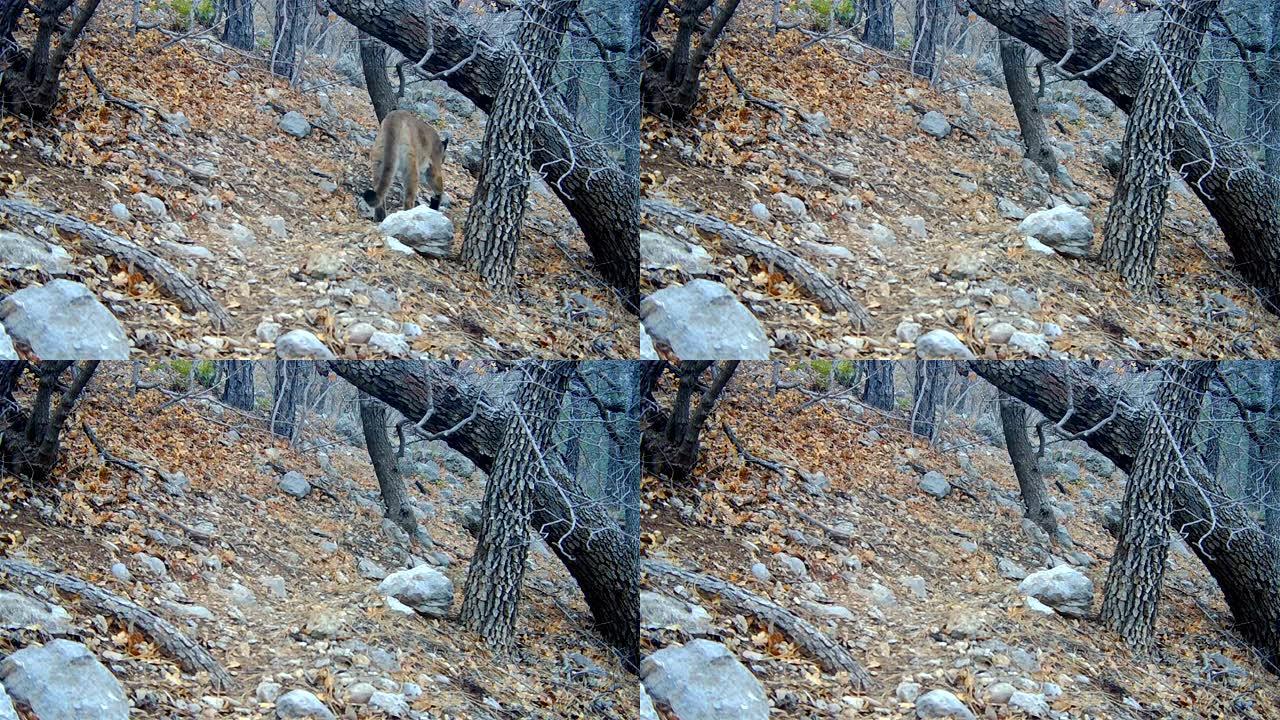 在步道相机上捕获的野生山狮