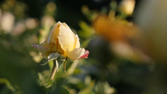 花园中的白玫瑰花蕾浅底4K