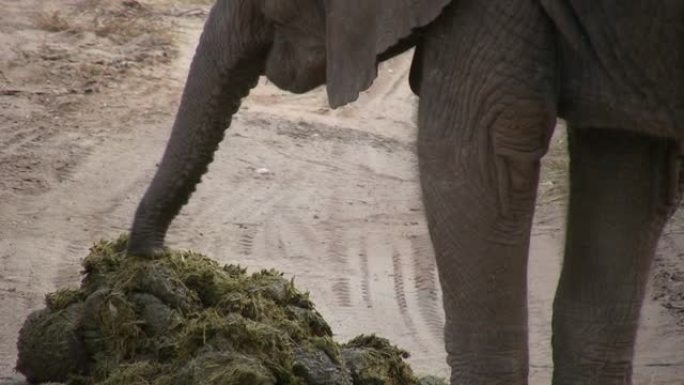 一头小象在吃粪便