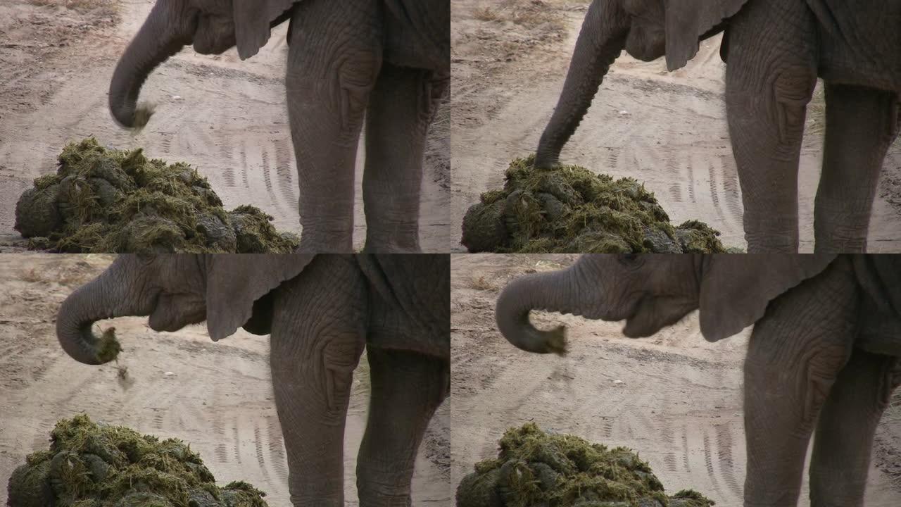 一头小象在吃粪便