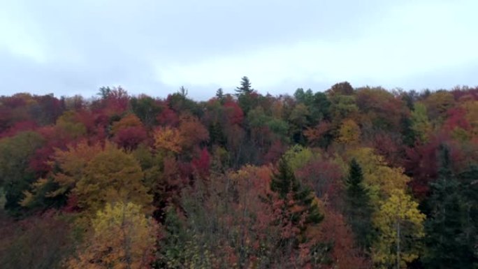 佛蒙特州秋天的空中无人机脱脂树梢