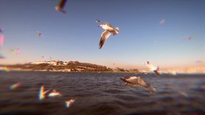 4K抽象颜色的海鸥在慢动作中飞过海面