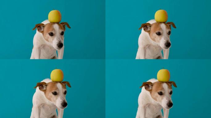 头上有苹果的狗