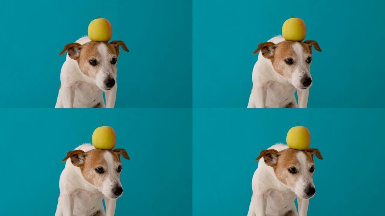 头上有苹果的狗