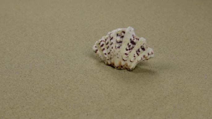 沙子上的贝壳。滑块镜头。海上暑假背景