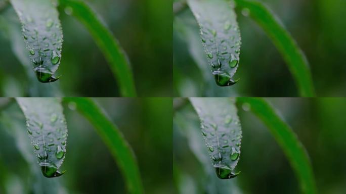 雨水滴在一片绿叶上流下。4K.多云的黑暗天气。夏末，初秋。又冷又湿。自然，公园