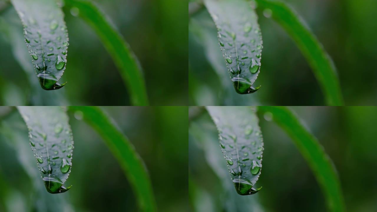 雨水滴在一片绿叶上流下。4K.多云的黑暗天气。夏末，初秋。又冷又湿。自然，公园