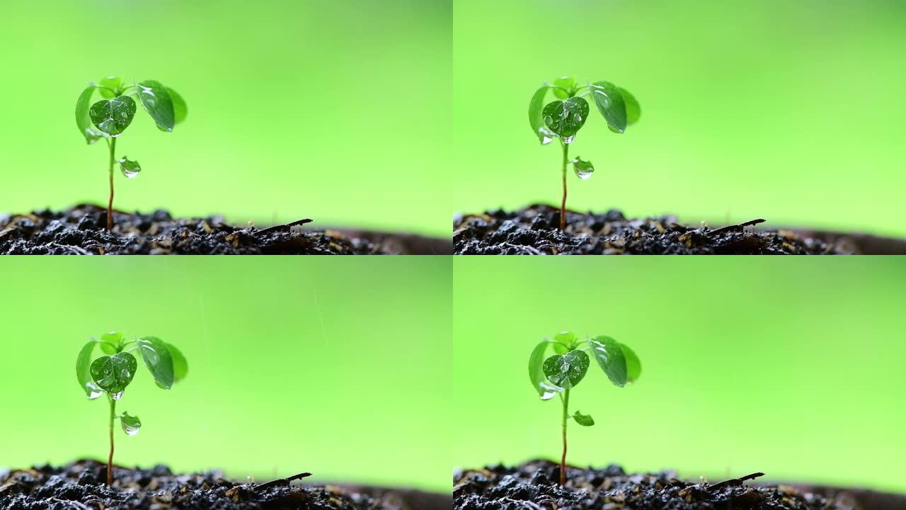 小植物树芽的慢动作浇水。可持续发展，绿色环境关怀，全球变暖保护，种植和可持续发展的概念。